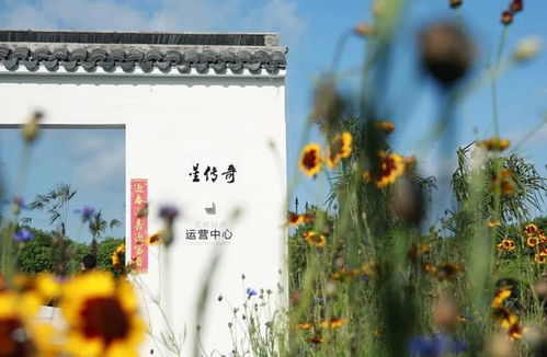 產業興旺新篇章 奉賢一村以攝制服務走出特色發展路